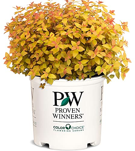2 Gallon Proven Winners Spirea Double Play Candy Corn Shrub