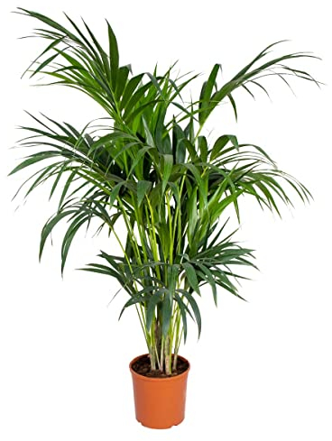 Bloomique - Howea Forsteriana - Palmier Kentia - Plante d’intérieur - Dépolluante - Sans danger pour les animaux - 120-140 cm de haut - Pot 24 cm