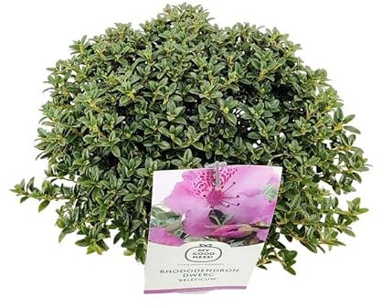 Rododendro 'Keleticum' - Rododendro nano - 25-30_C