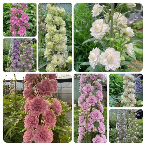 rittersporn mehrjährig samen, sträucher winterhart, garten blumen winterharte stauden mehrjährig, pflanzen winterhart samen blumen, garten hochbeet kübelpflanzen, gartensamen 150pcs