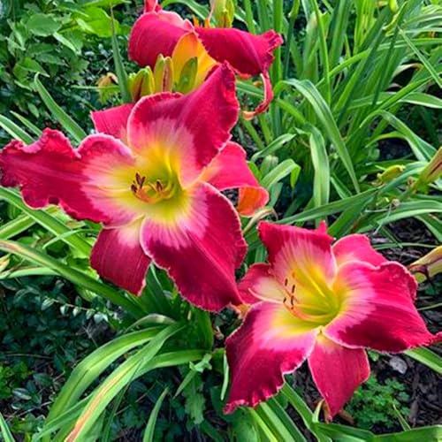 Hemerocallis Bulbi,hemerocallis bulbi misti,perenni,Abbellire l'ambiente,Daylily,Resistenza a freddo,Piantagione professionale,Tagliare(no semi,non artificiali)-3bulbi-N