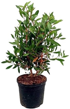 Planta natural Callistemon citrinus, 25-30 cm. Arbusto con follaje aromático. Llamativas flores rojas en forma de cepillo. Segura Garden.