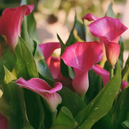 Bulbos de cala, bulbos de alcatraz, bulbo de Zantedeschia aethiopica, resistentes para balcones de jardín regalos 3pcs