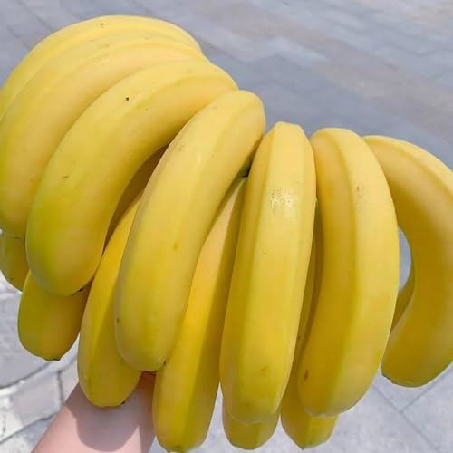 350 pcs Bananenbaum Samen säulenobst winterhart Musa nana - Bananensamen garten geschenk obst samen, garten pflanzen winterharte stauden, pflanzen für garten seed, pflanzen balkon