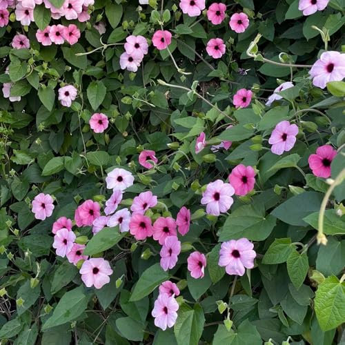 600 pcs Schwarzäugige Susanne Pflanze Samen - bonsai samen kletterpflanzen winterhart schnellwachsend Thunbergia alata - kletterpflanzen winterhart pflanzen garten steingartenpflanzen