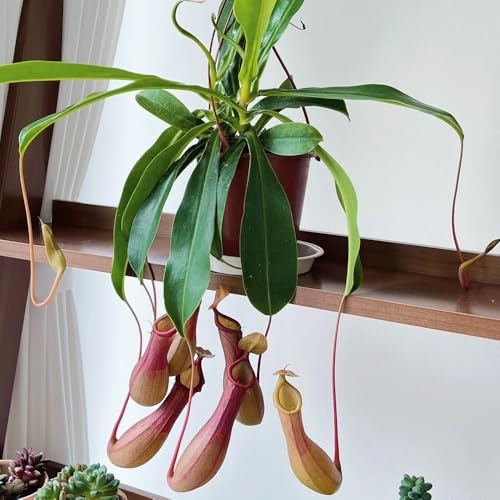Kannenpflanze Samen, Nepenthes Samen, bonsai samen indoor, büropflanzen Nepenthes mirabilis, grünpflanzen, balkonpflanzen winterharte stauden zimmerpflanzen samen winterharte pflanzen 500pcs