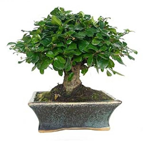 Carmona microphylla 5 años