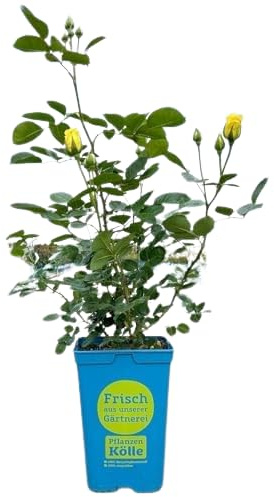 Rosal de Pie Bajo Amarillo Natural Añade un Toque de Naturaleza con este Rosal