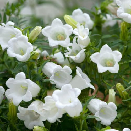 Campanula persicifolia VAR. alba - Peach-leaved Bellflower - Hardy Perennial with Graceful White Blooms for Cottage Gardens – 1x 1 Litre Potted Plant by Thompson & Morgan