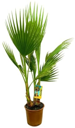 Garden Center Shop | Washingtonia Robusta Multi M20 | Palmera Natural en Grupo | Planta Mediterránea de Exterior | Hojas en Abanico para Jardín, Terraza o Patio