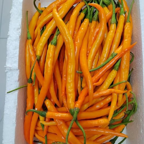 semillas de chile organicas semillas jardín resistentes para el jardín, de balcón en 15pcs