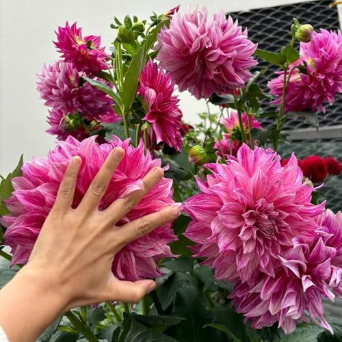 3bulbos dalias tubérculos resistentes perennes, frescas, adornos de jardín para exterior de balcón, crecimiento, verano de silvestres, decoración