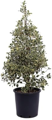 Vivaio Garden Forest, Ilex aquifolium Argenteomarginata - Agrifoglio variegato sempreverde, Foglie verde scuro bordate bianco/giallo, Rustico fino a -20°C, Ideale per siepi e giardino