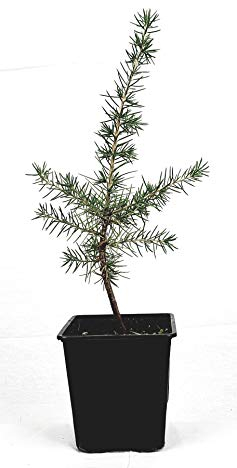 Seedeo Libanonzeder (Cedrus libani) Pflanze ca.20 cm - 30 cmhoch