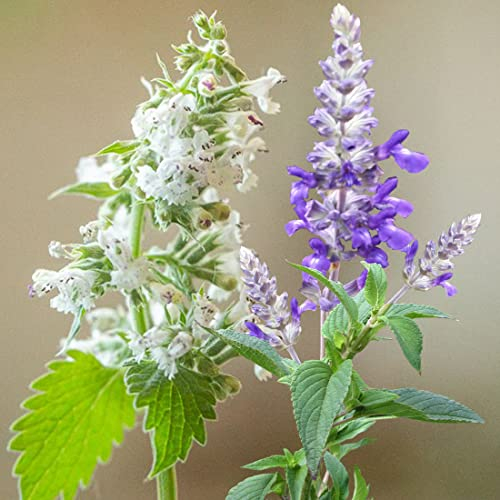 Welldales 100 Mixed Catnip Seeds for Planting UK Purple & White Catmint Aroma Bush Plants