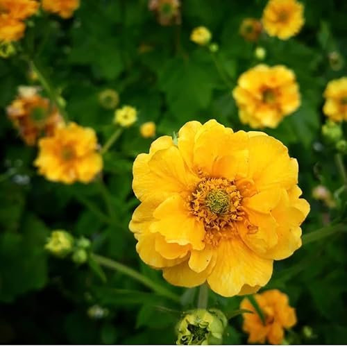 Geum Lady Stratheden, Plug Plants, Yellow, Wildlife Friendly, Cottage Garden, Cut Flowers (3)