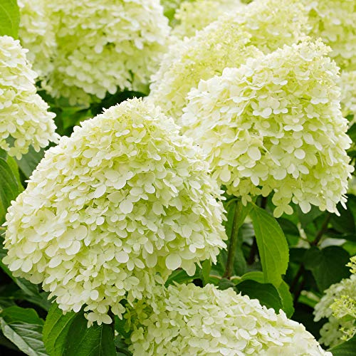 GardenersDream Hortensia Limelight arbuste à feuilles caduques – Plante à fleurs d'extérieur nécessitant peu d'entretien – Hortensia d'extérieur pour jardin (pot de 5L inclus)