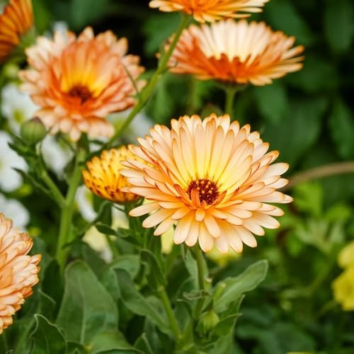 semillas de caléndula Jardín caléndulas interior purificadoras aire balcón balcones en lugares soleados 160semillas