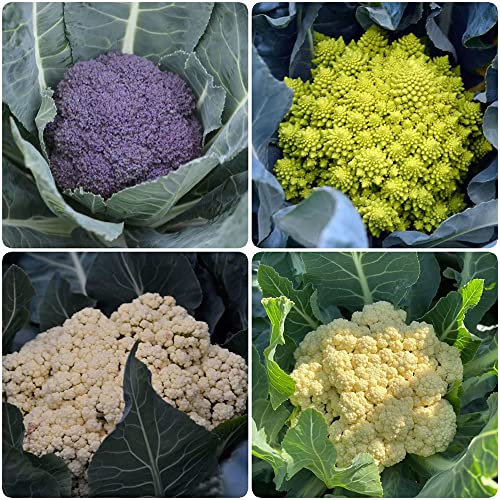 550 Stück blumenkohl saatgut samen - Seltene Pflanzen serie - gemüse samen set balkon garten mix saatgut gartenarbeit zimmerpflanzen nachhaltige produkte zimmerpflanze