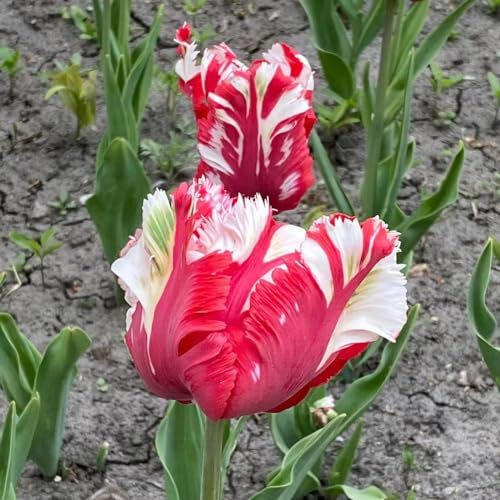 15bulbos de tulipán Decoraciones jardín exteriores interior con bancal