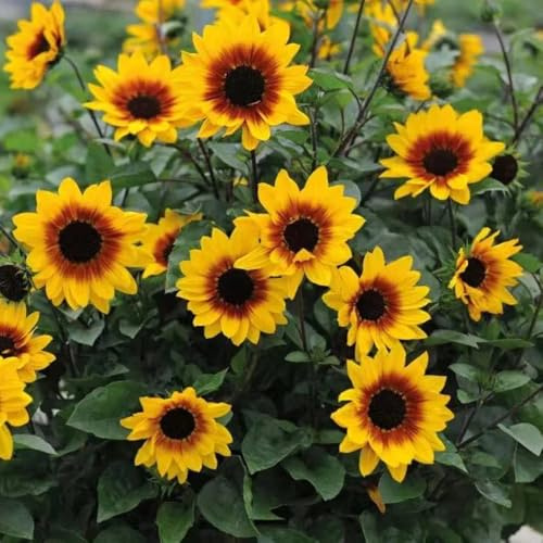 semillas de girasol de jardín de rocas resistentes girasol perenne para lugares soleados resistentes al aire libre de para bancales elevados 550pcs