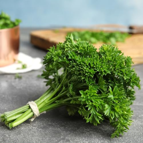 Semi di prezzemolo, semi di Petroselinum Crispum, semi di microgreens giardino biologiche 300pcs