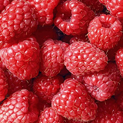 Raspberry Plant Summer Fruit Yield Tasty Sweet Berries Glen Ample, 6 x Bare Root Rubus Idaeous Canes by Thompson & Morgan