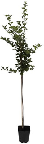 Captivator, fast dornenlose rote Stachelbeere, Hochstamm, ca. 90 cm Stammhöhe im 5 Liter Topf
