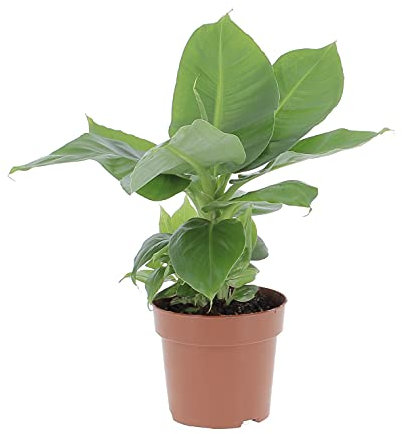 KENTIS - Musa Acuminata Dwarf Cavendish - Banano Pianta Vera - Altezza 25-35 cm e Vaso Ø 13 cm