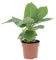 KENTIS - Musa Acuminata Dwarf Cavendish - Banano Pianta Vera - Altezza 25-35 cm e Vaso Ø 13 cm