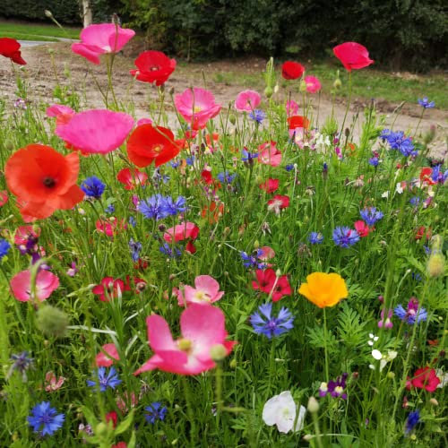 Annual ETNA -100% Wild Flower Seeds - Poppys & Cosmos for High Colour Flowers - Garden Lawncare Guy (25m²)