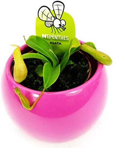 POWERS TO FLOWERS - NEPENTHES ALATA IN VASO CERAMICA SFERICO FUCSIA, pianta vera