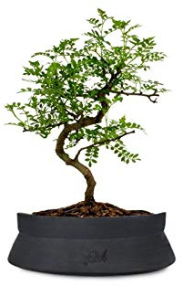 Pepe Bonsai Altezza 30 cm, Pianta Vera, Pianta da Interno, Vaso Artigianale di Terracotta- Nero Space