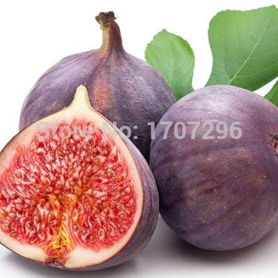Casavidas Ficus Carica Lot de graines de Fruits Rare