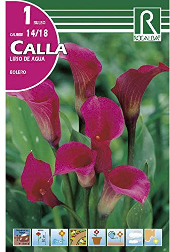 BULBO CALLA LIRIO DE AGUA BOLERO ROSA - CALA FLOR DE JARRO - 1UD