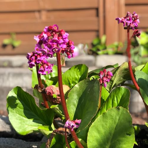 Semillas resistentes de Bergenia - variedades tradicionales orgánicas balcón raro 30pcs