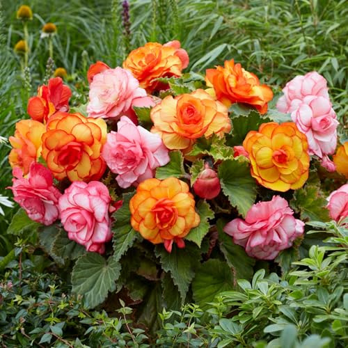 100+ Wax Begonia Seeds for Planting Perennial Large-Flowered Non-GMO Mixed Begonia Seeds Garden Outdoor Indoor