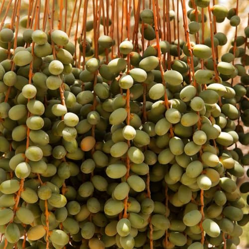 semillas de palmera datilera - balcón interior resistente jardín de 15pcs