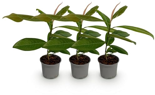 Magnolia grandiflora – 3 plantas – 12 cm – Altura aprox. 30 cm – Magnolia de hoja perenne con grandes flores de verano de color blanco crema para arriates, balcones y terrazas – Fácil de limpiar y