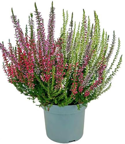 Calluna Vulgaris Natural el Arbusto de Exterior que es Fácil de Cuidar y Mantener