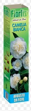 Flortis Camelia BIANCA, Pianta Vera, Altezza 40 cm DA TRAPIANTARE