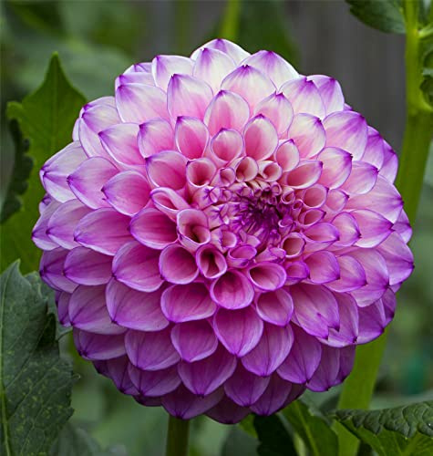Dahlia UK Now Simple Planting Perennial Strong Plants That Grow Well Mix Golden Jade Carving Feels Perfect Bulbs for Planting Now UK