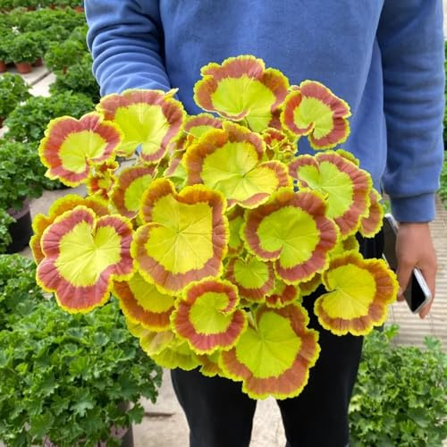semillas de geranio pelargonium silvestres, macizo de exóticas geranios jardín balcón Semillas cobertura del suelo, perennes, resistentes al invierno. 80semillas