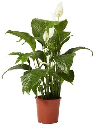 Spathiphyllum Natural una Elección Inteligente para Aquellos que Buscan una Planta Duradera y Resistente
