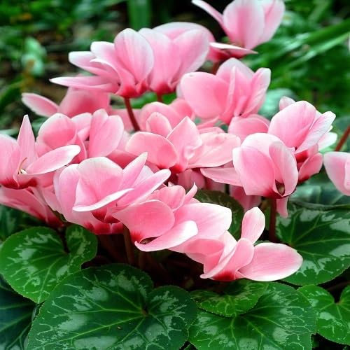 Nouvelles graines de fleurs de cyclamen fraîches 100 pièces