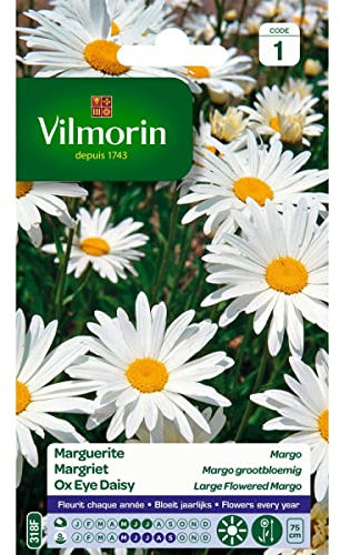 Vilmorin - Sachet graines Grande marguerite Margo