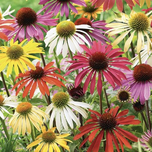 Bloomique – 5er-Mix – Echinacea – Sonnenhut – Farbmix – Knollen – Gartenpflanzen – Stauden – winterhart – mehrjährig – wird bis zu 80 cm groß