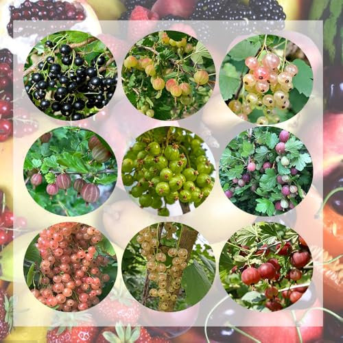 johannisbeeren samen, johannisbeerstrauch obst frisch bio saatgut stachelbeeren pflanzen exotische pflanzen winterhart dekoration wohnzimmer winterharte balkonpflanzen obstbäume deko 420pcs