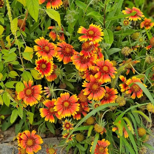 Semillas de Gaillardia, raras Semillas de manta, de exterior resistentes cobertura del suelo orgánicas de jardín 300pcs