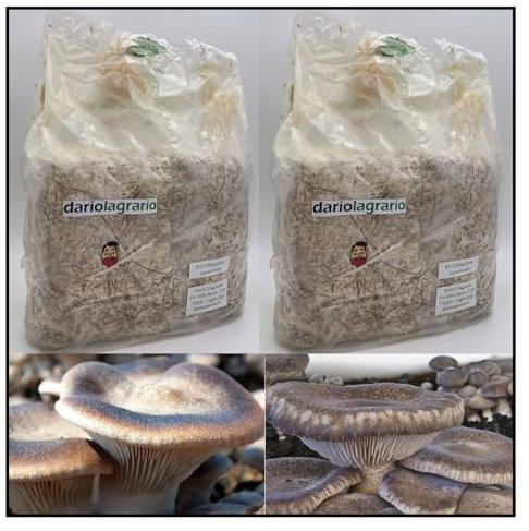 Kit Fungo Cardoncello 2 Ballette di Substrato x coltivazione Funghi Cardoncelli FAI da TE a casa